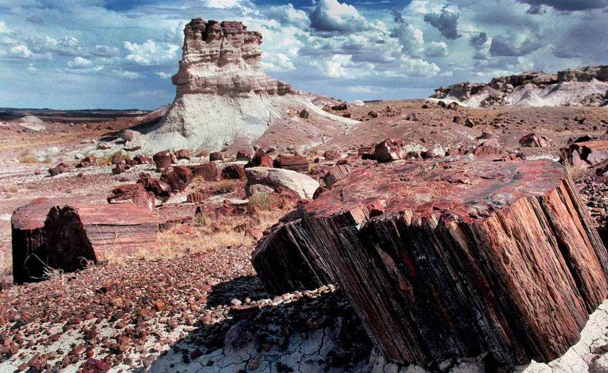 Парк Петрифайд Форест Аризона