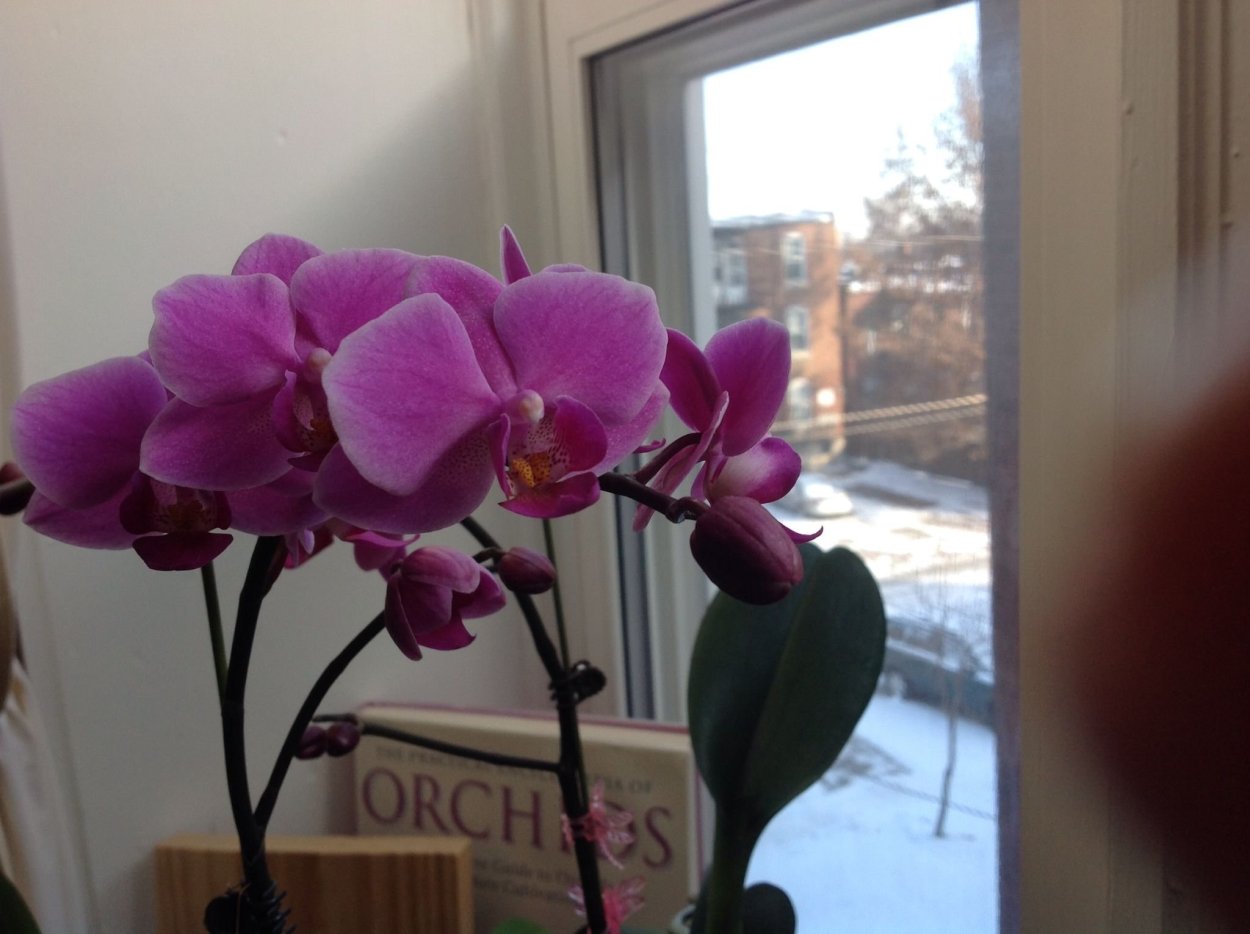 ОРХИДЕЯ Phalaenopsis "STELLENBOSCH". СТЕЛЛЕНБОШ, ДОМАШНЕЕ ЦВЕТЕНИЕ, ОБЗОР - YouT