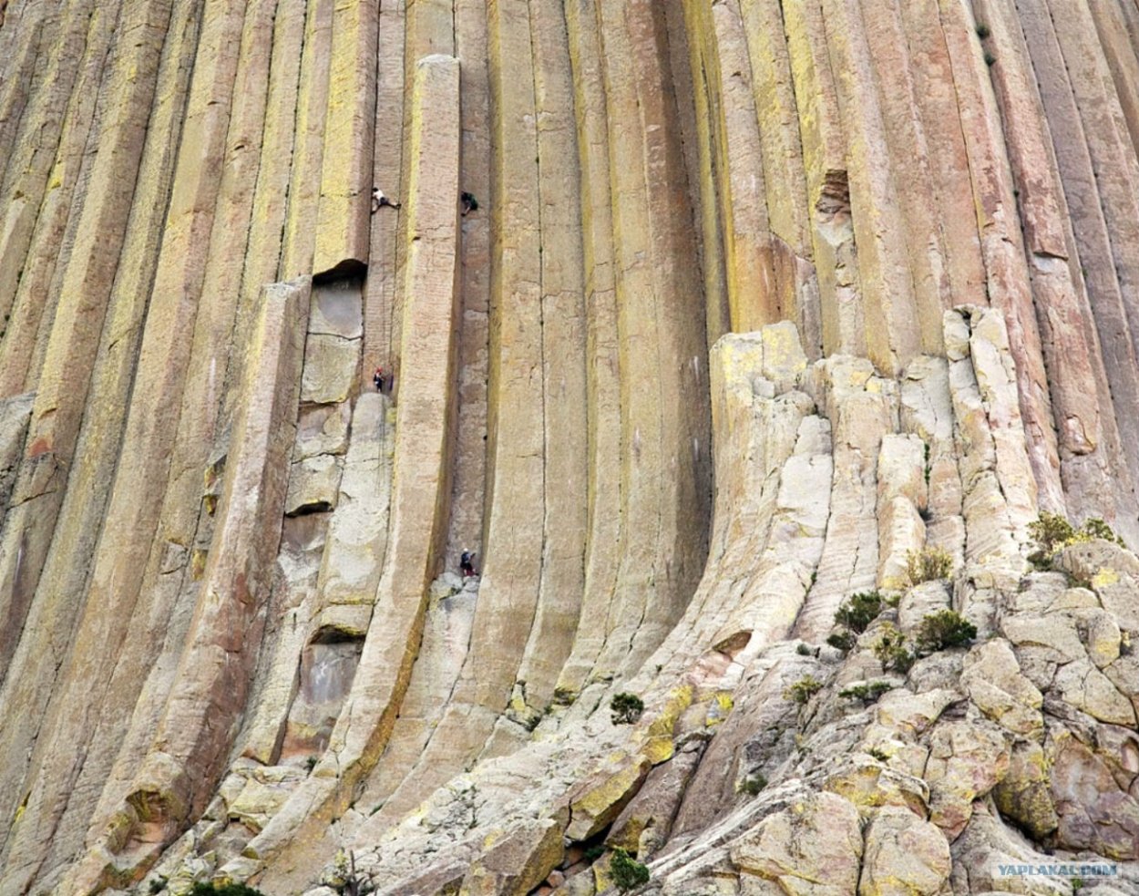 Деревья Кремниевой эры