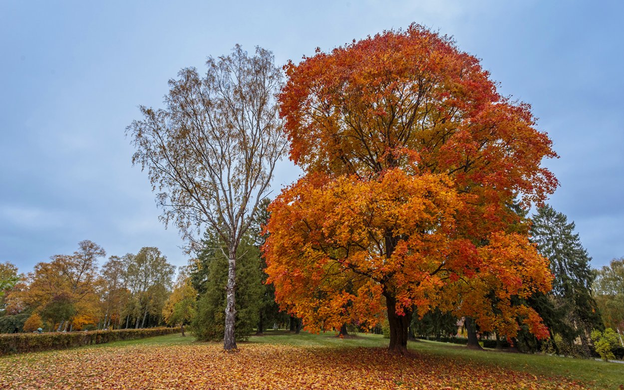 Деревья осенью