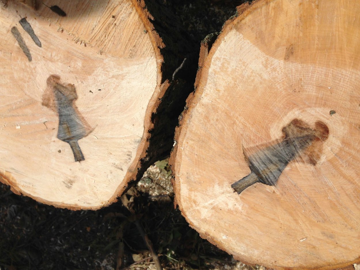 Распиленное дерево