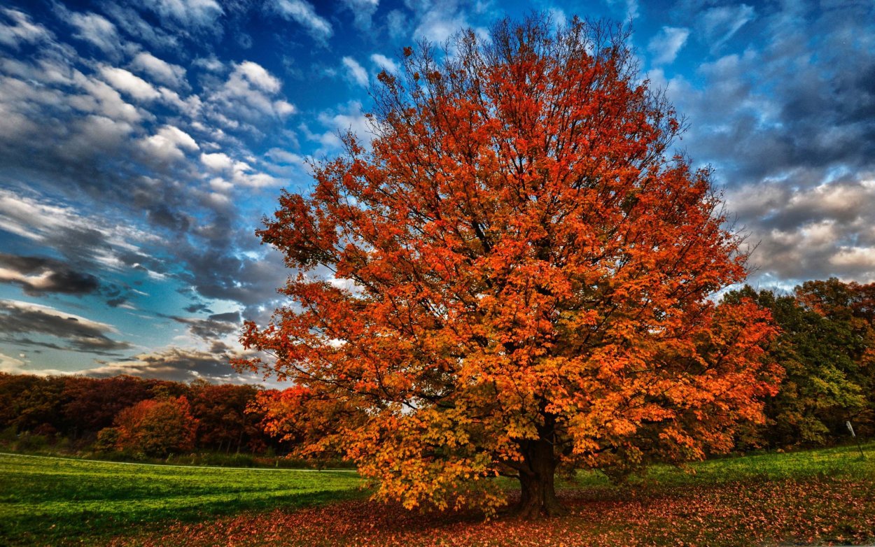 Деревья осенью