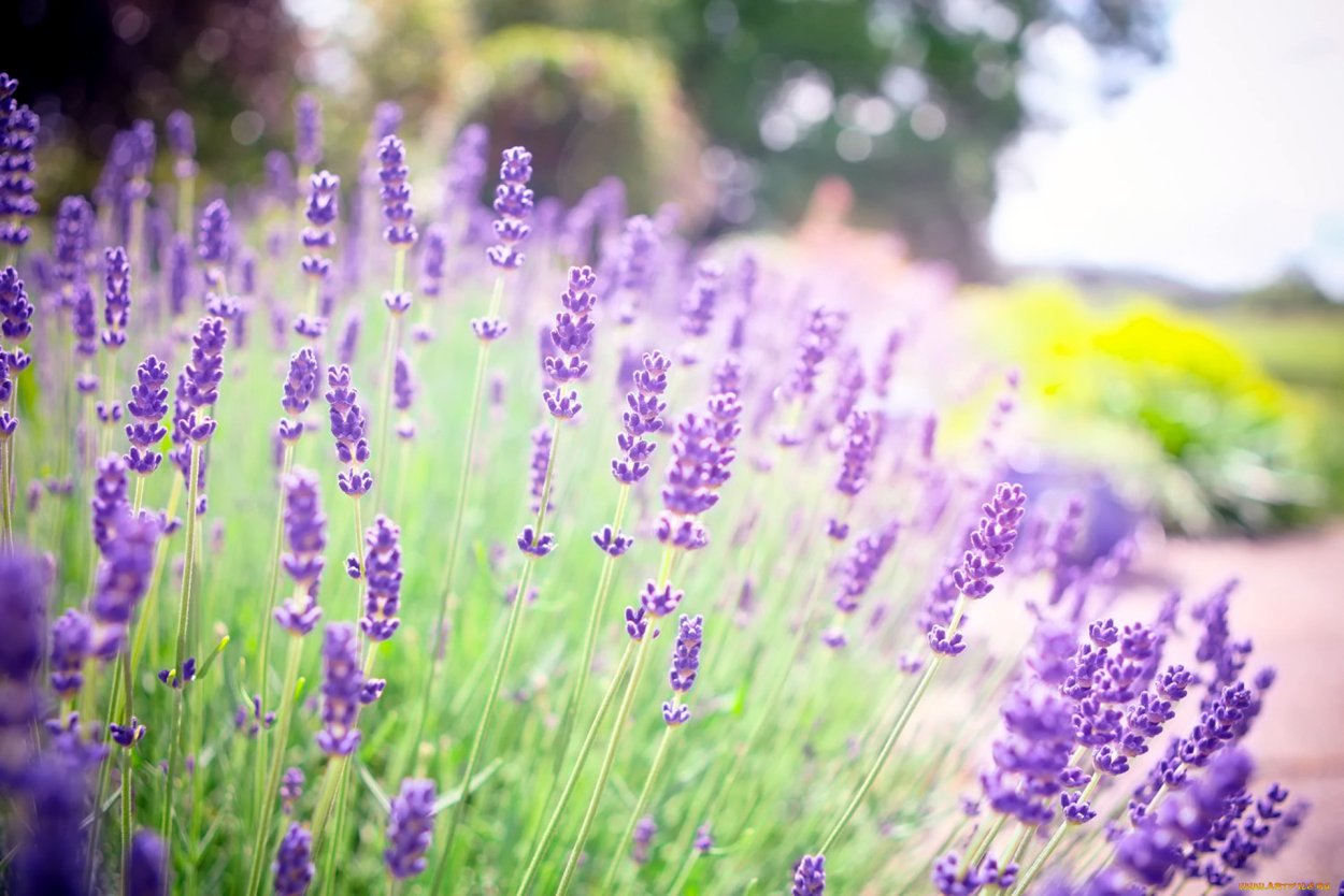 Цветы сирень Лаванда