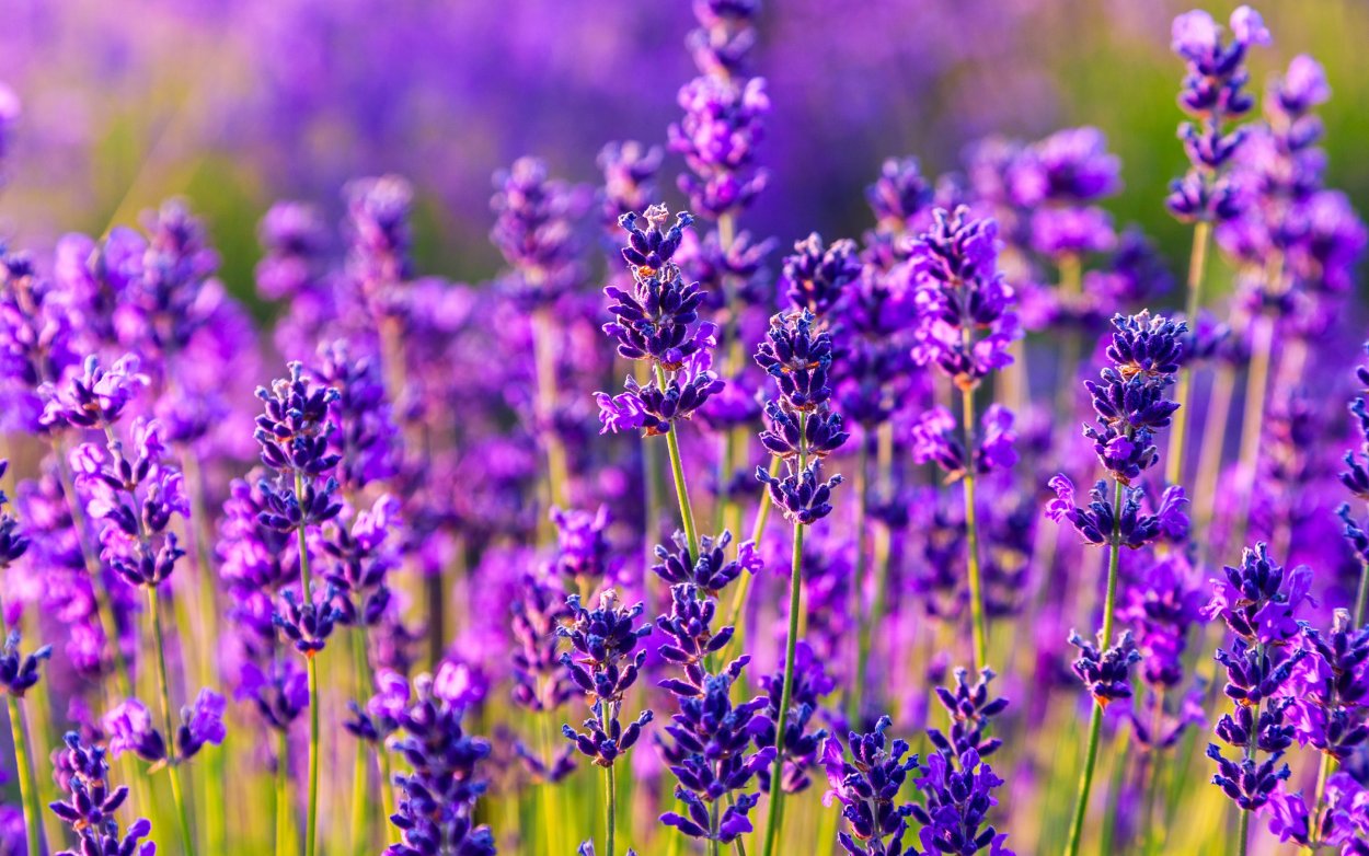 Цветы "Лаванда Горная"