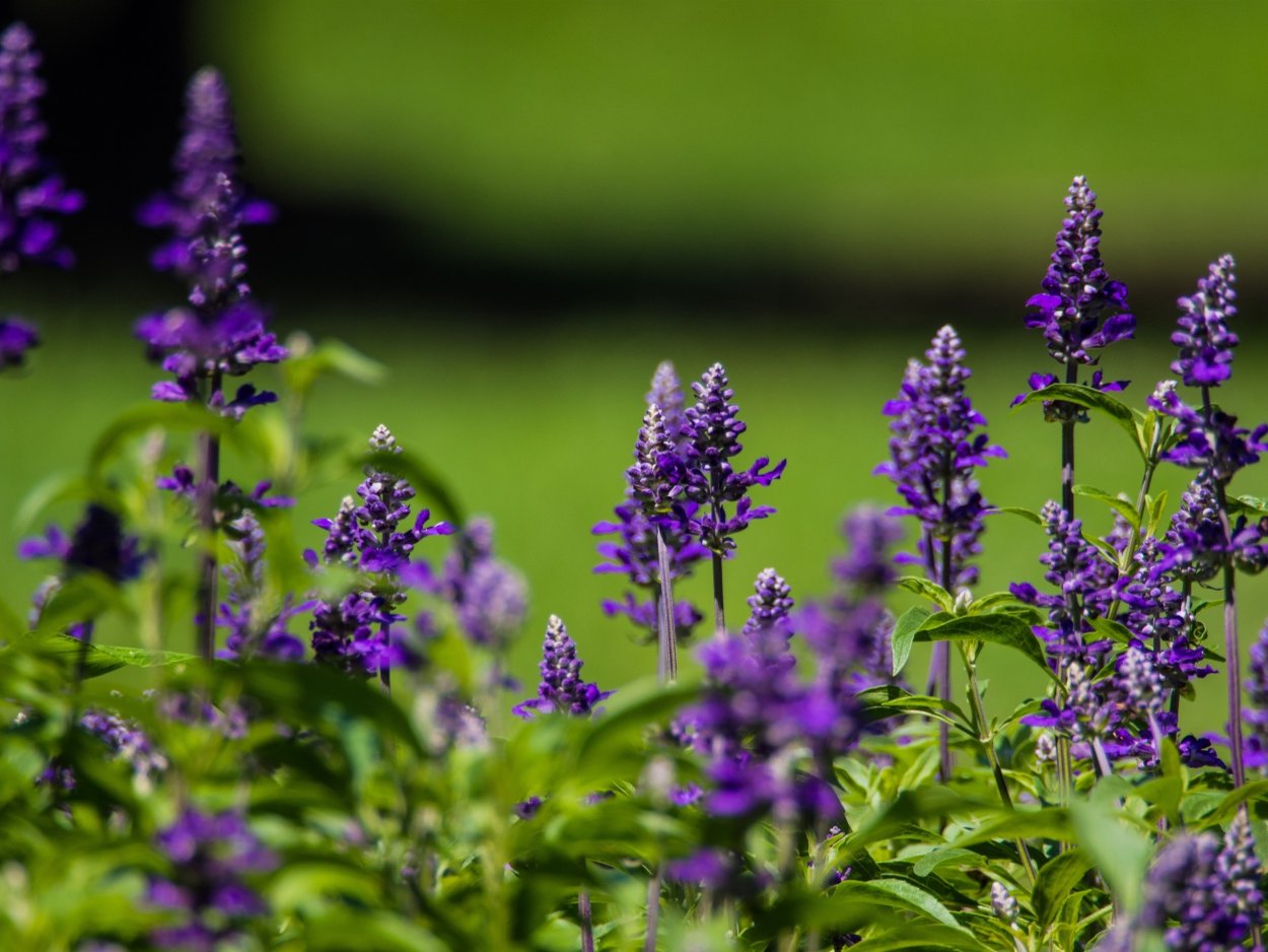 Сиреневый Репях полевой цветок