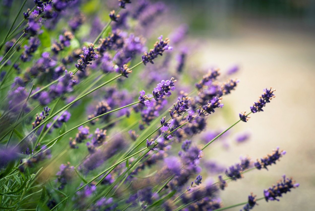 Рапс полевой сиреневый