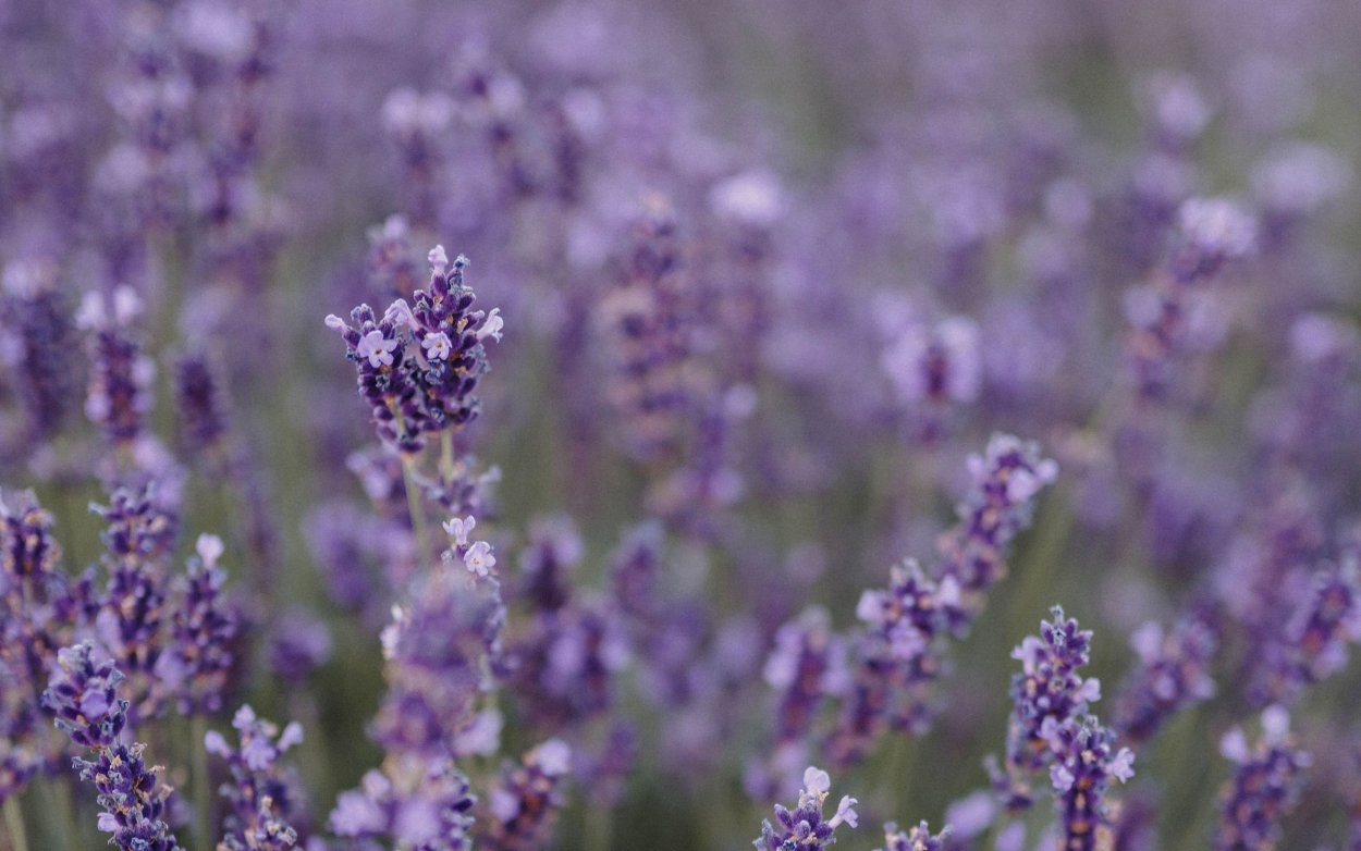 Крым Тургеневка Лаванда