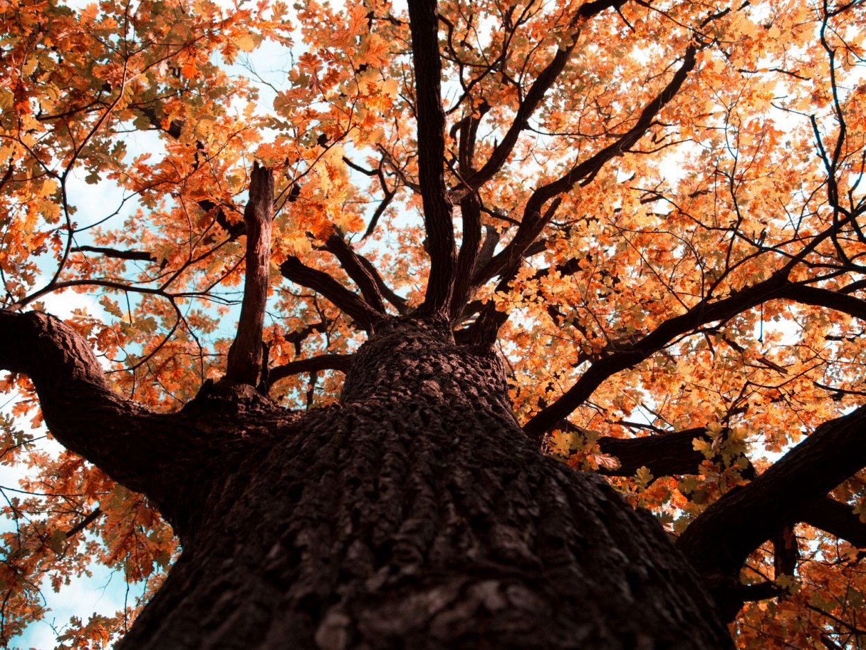 Осенний дуб