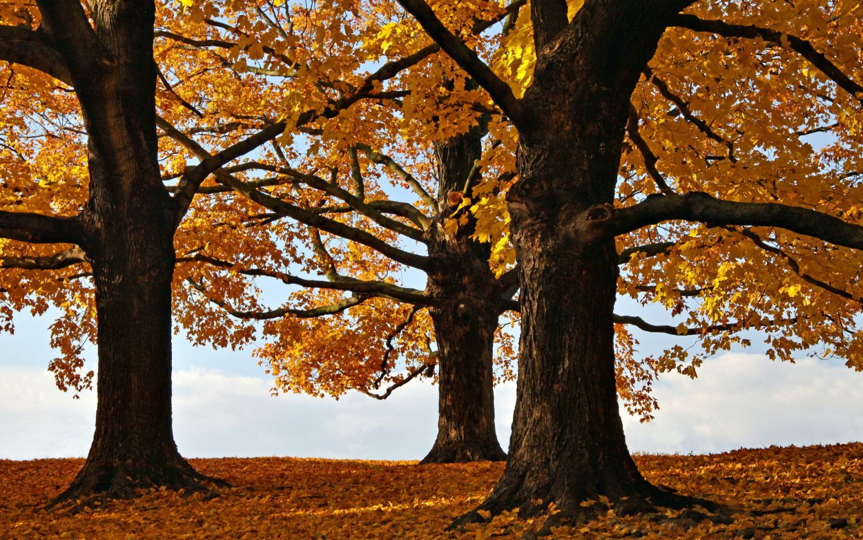 Дубовый лес осенью