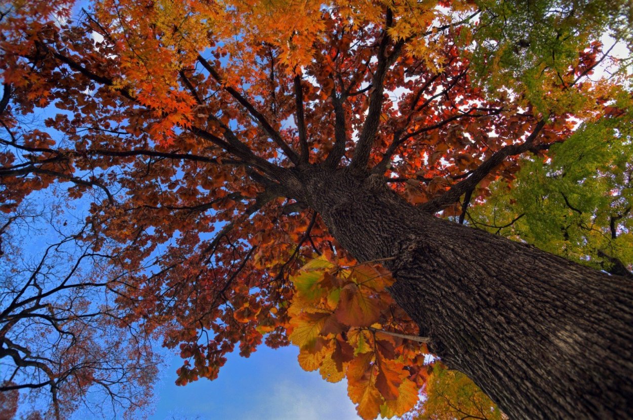 Дерево дуб и клен