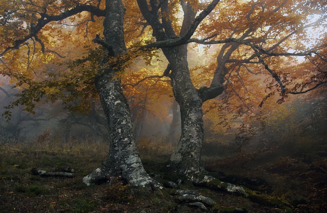 Осенний дубовый лес