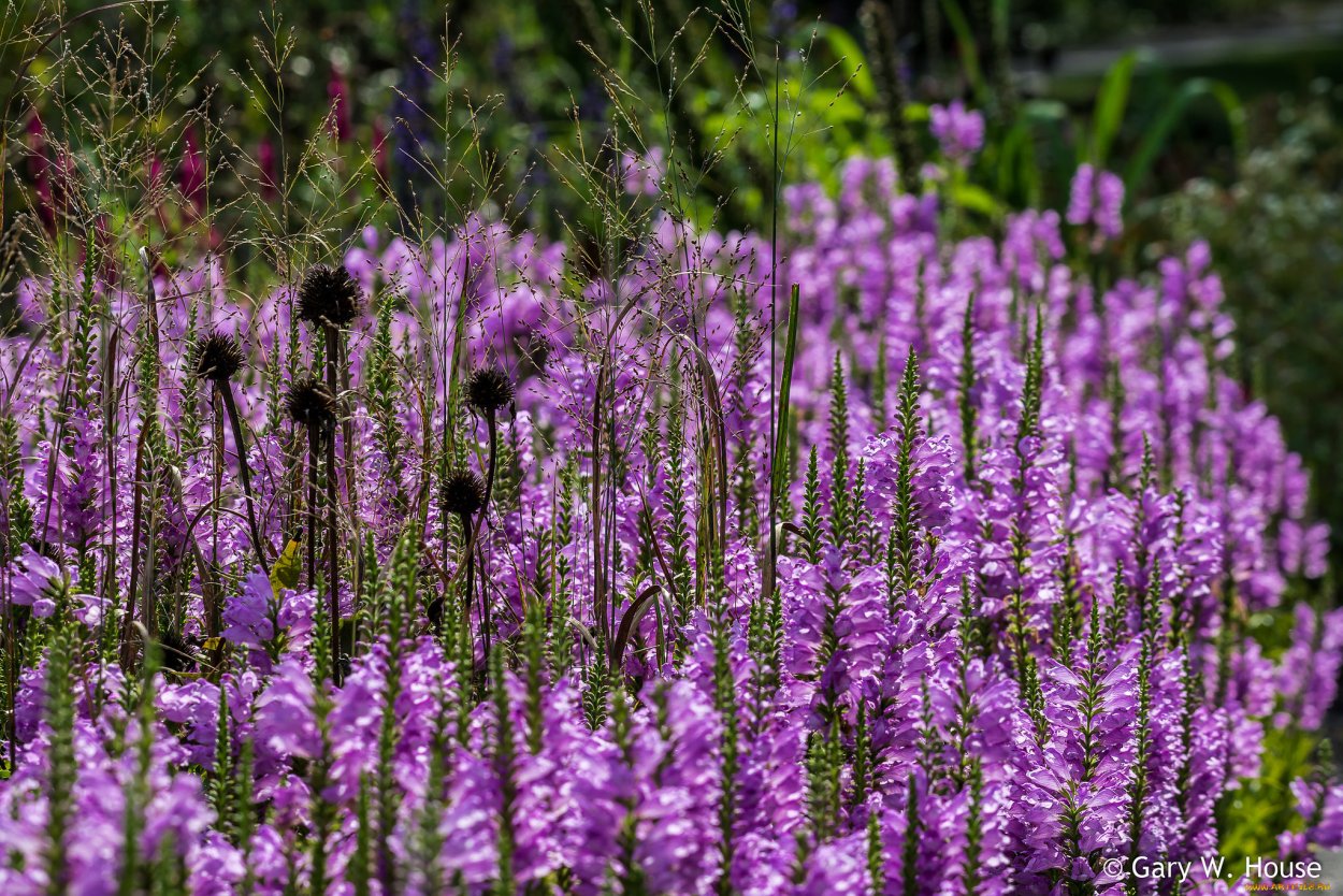 Полевой цветок Медовник сиреневый
