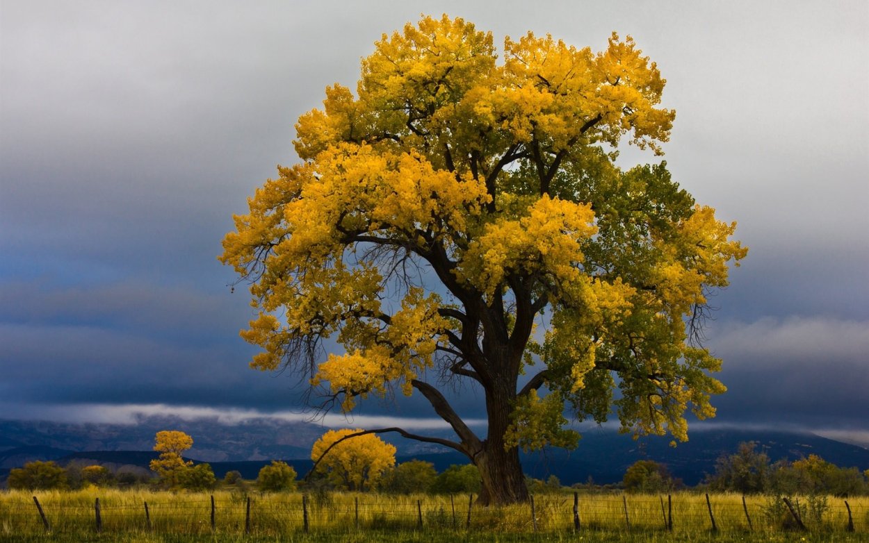 Цер "порода дуба"