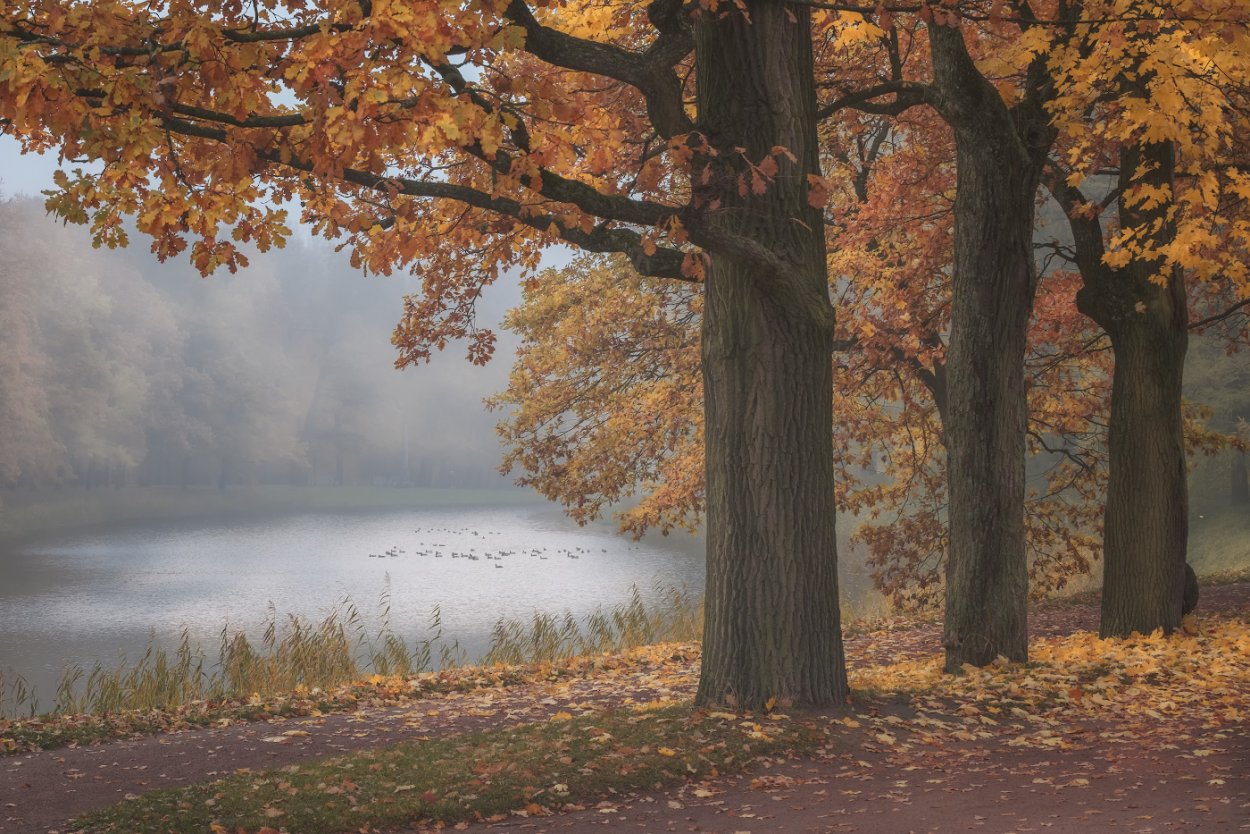 Дуб в Царском селе