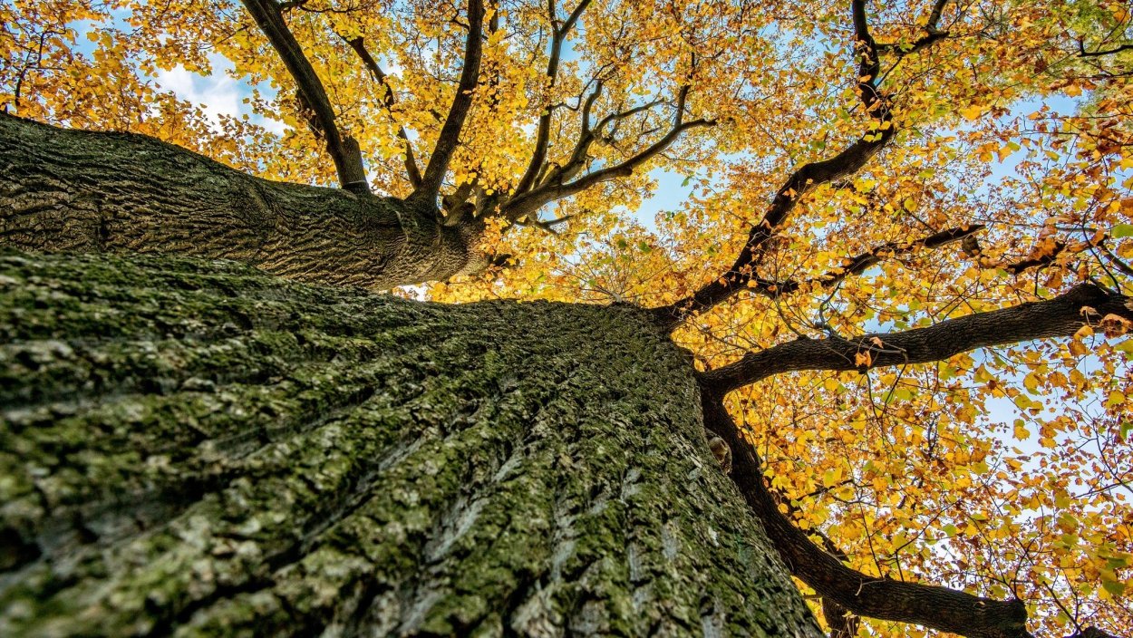 Крона дерева снизу