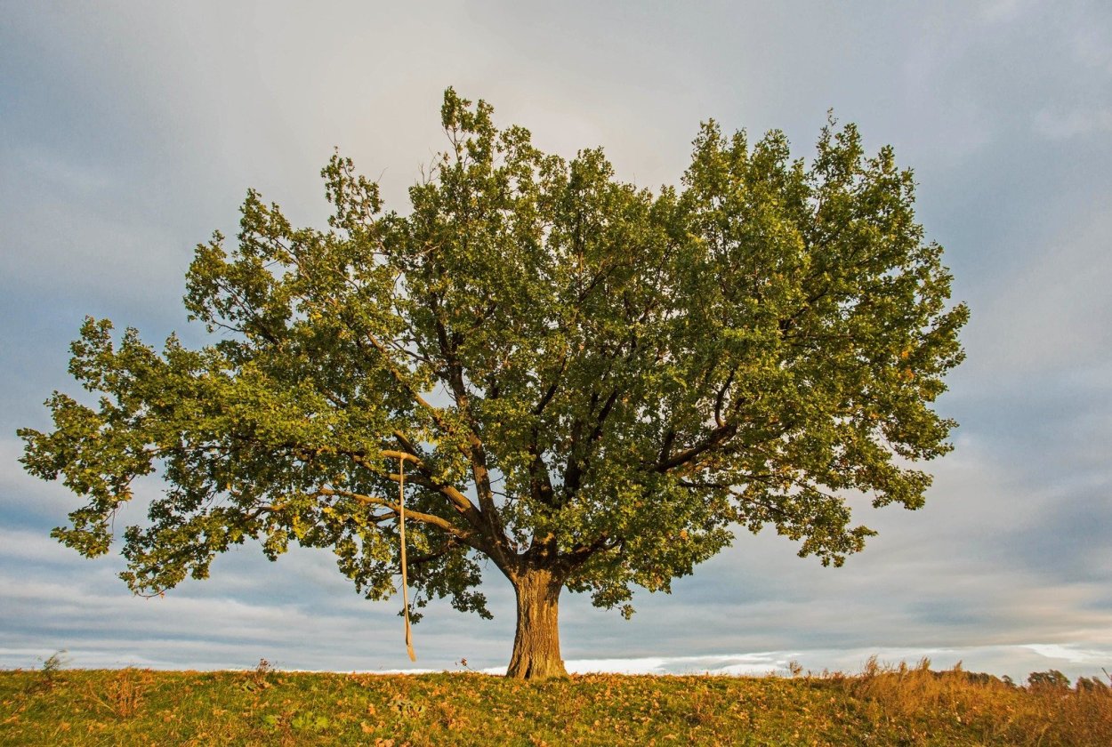 Дуб монгольский черешчатый