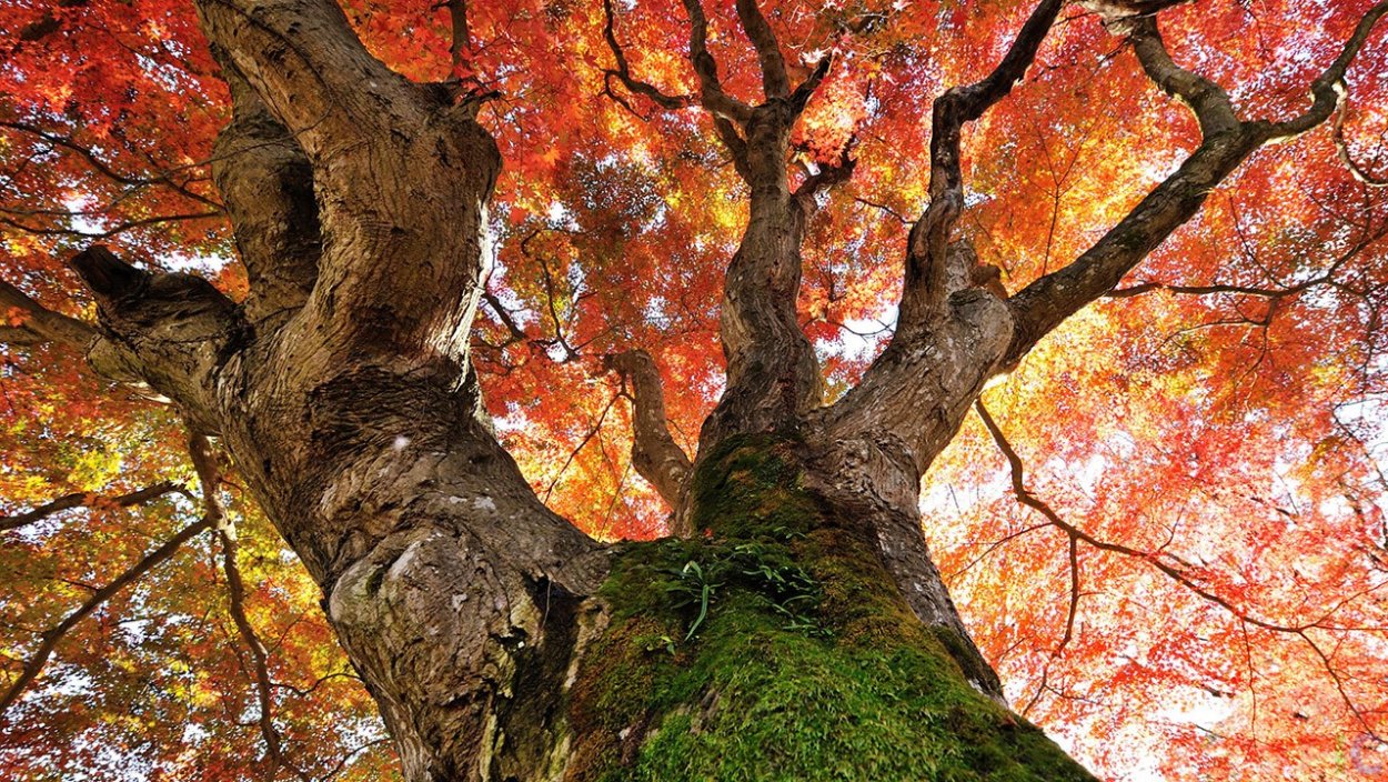 Клен Стевена