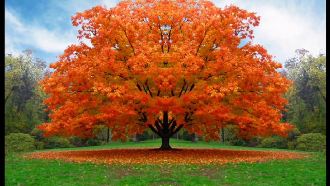 Одиночное осеннее дерево