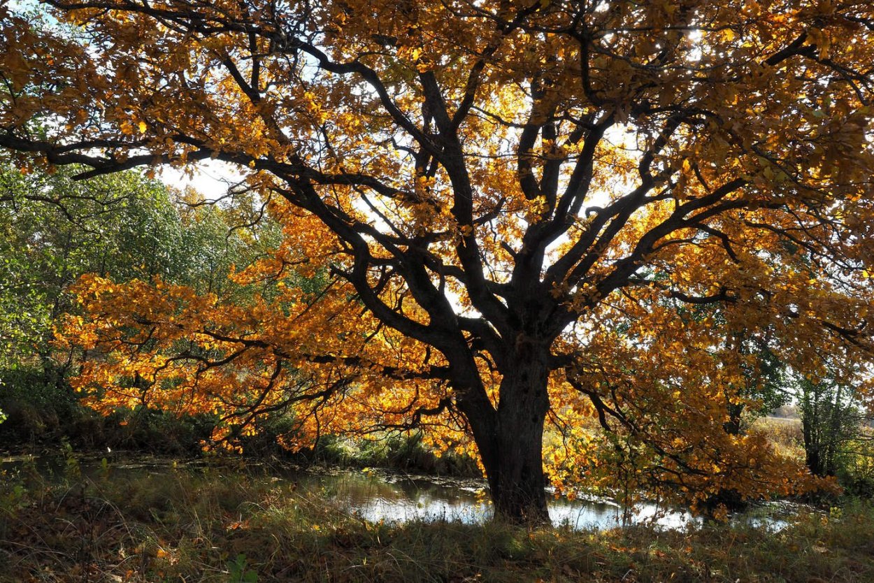 Дуб ранней осенью