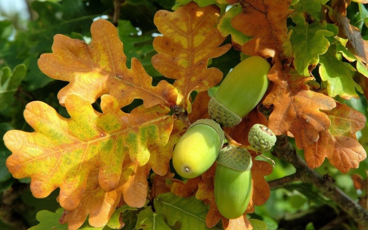 Quercus Robur лист
