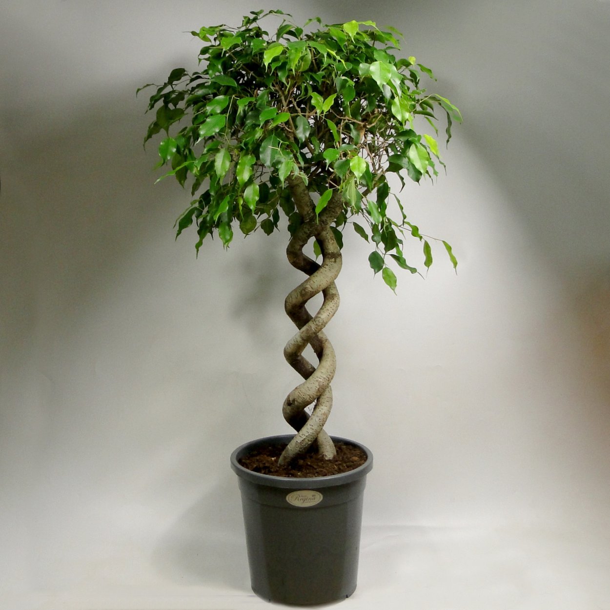 Старое дерево