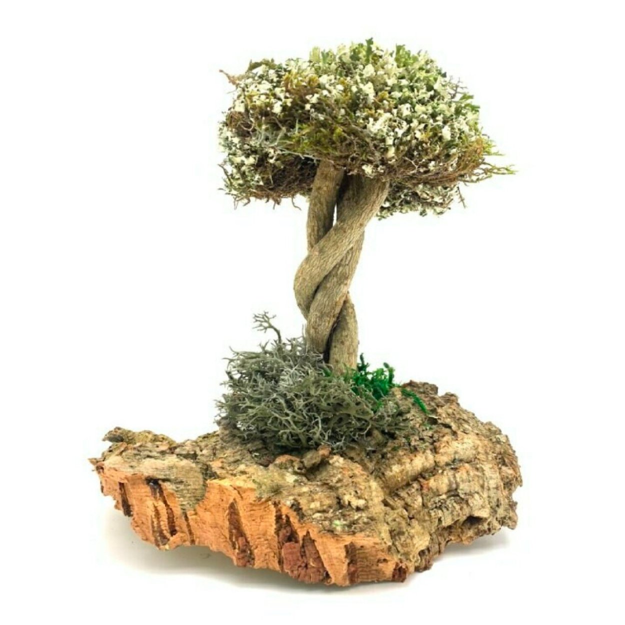 Фикус Бенджамина