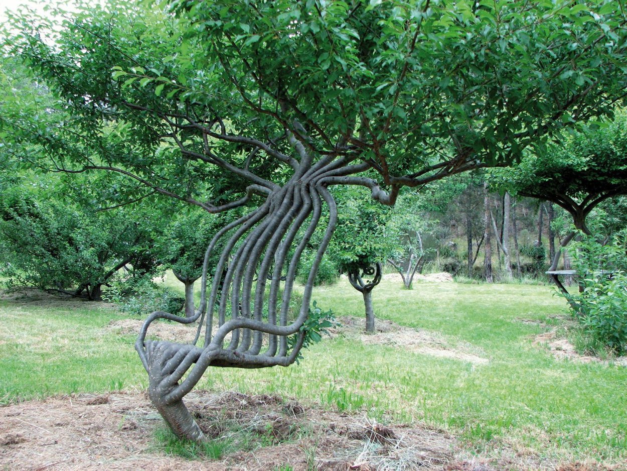 Пахира каштан