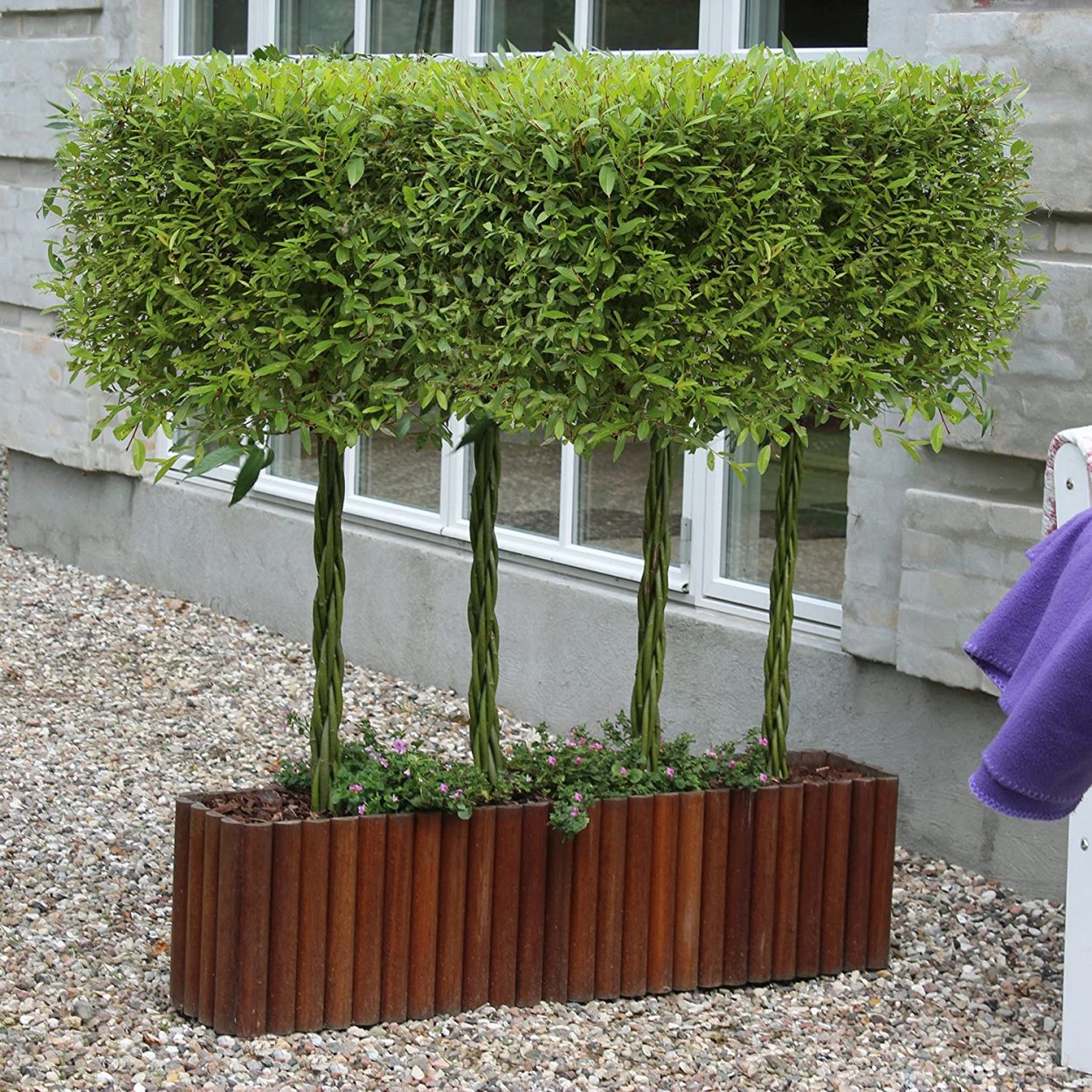 Фикус Бенджамина