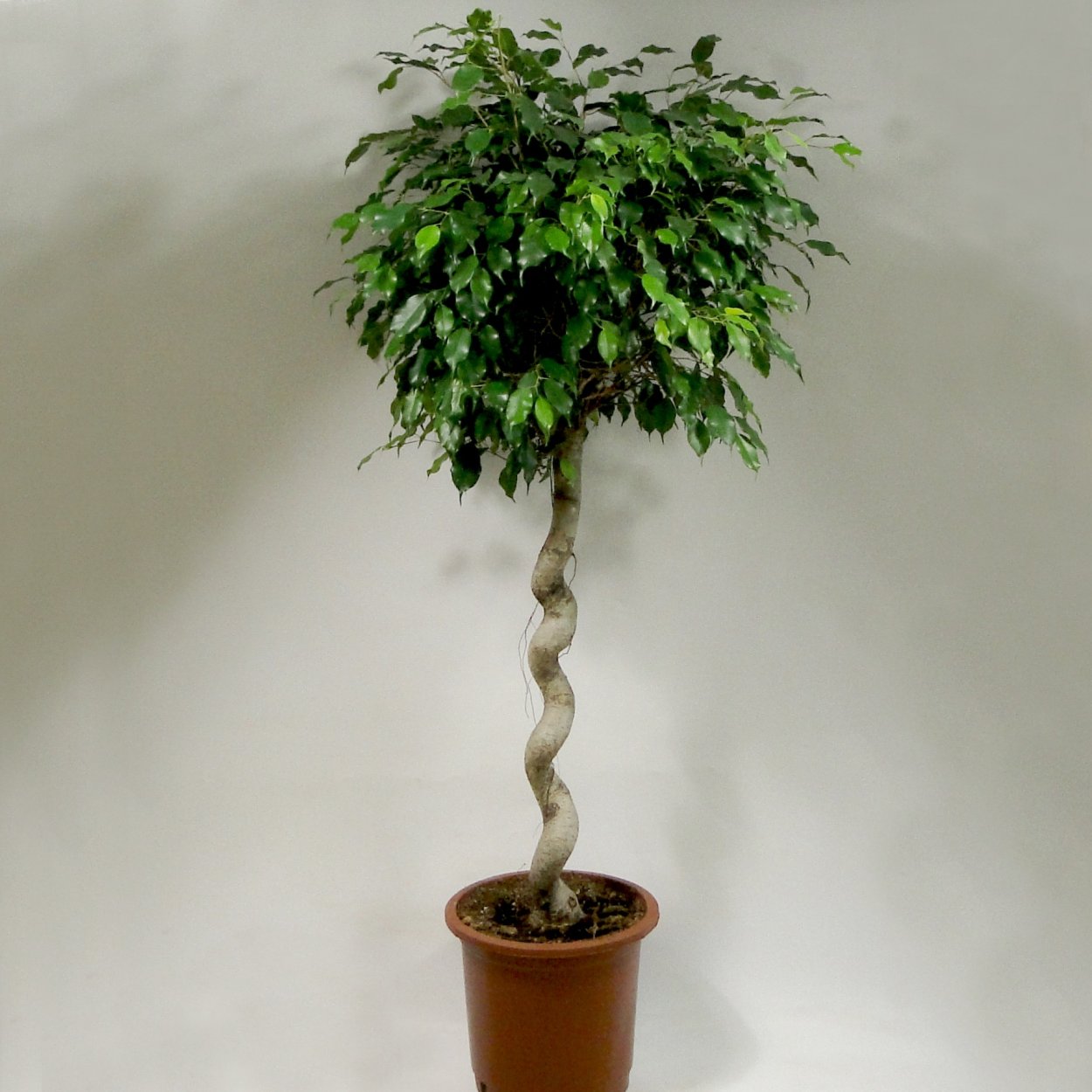 Пахира Акватика