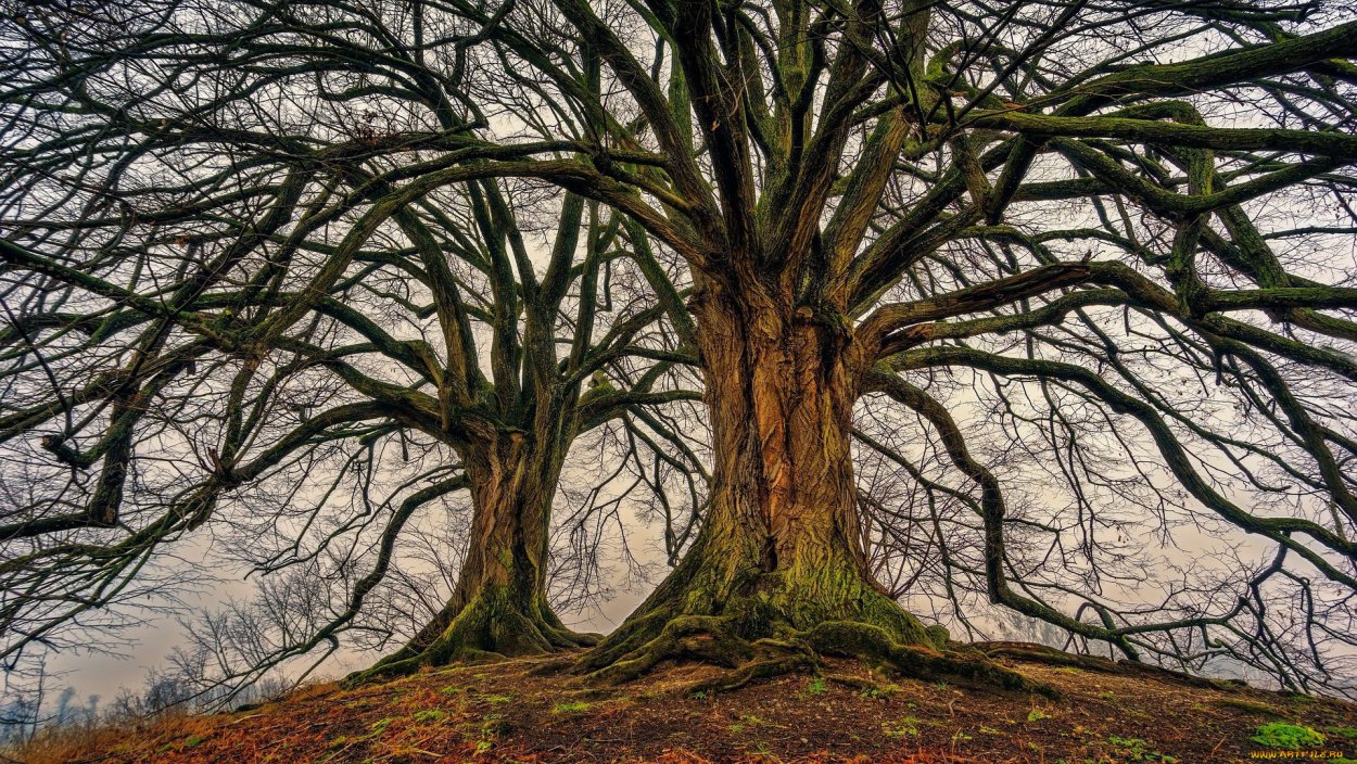 Дерево Тунси