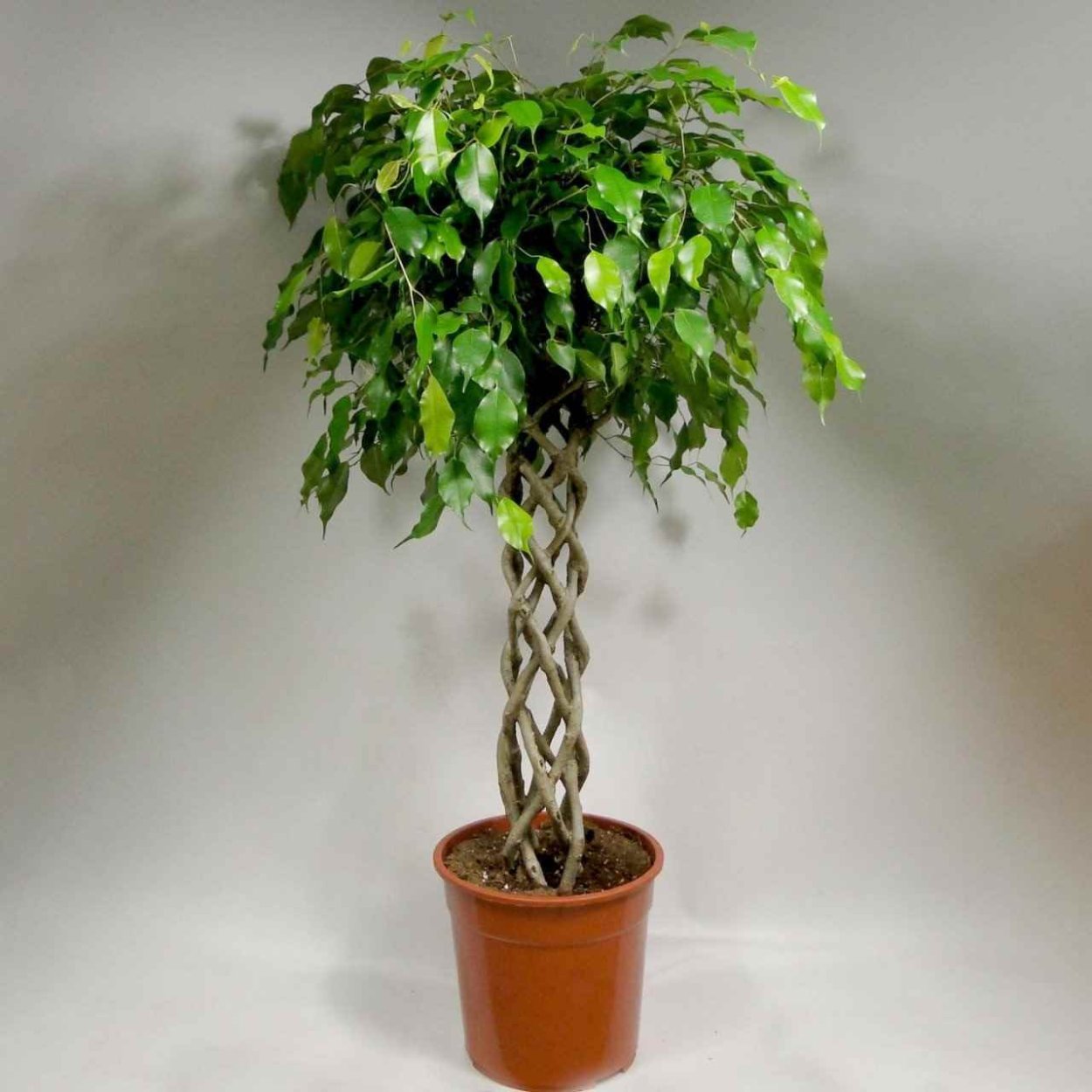 Нанму дерево