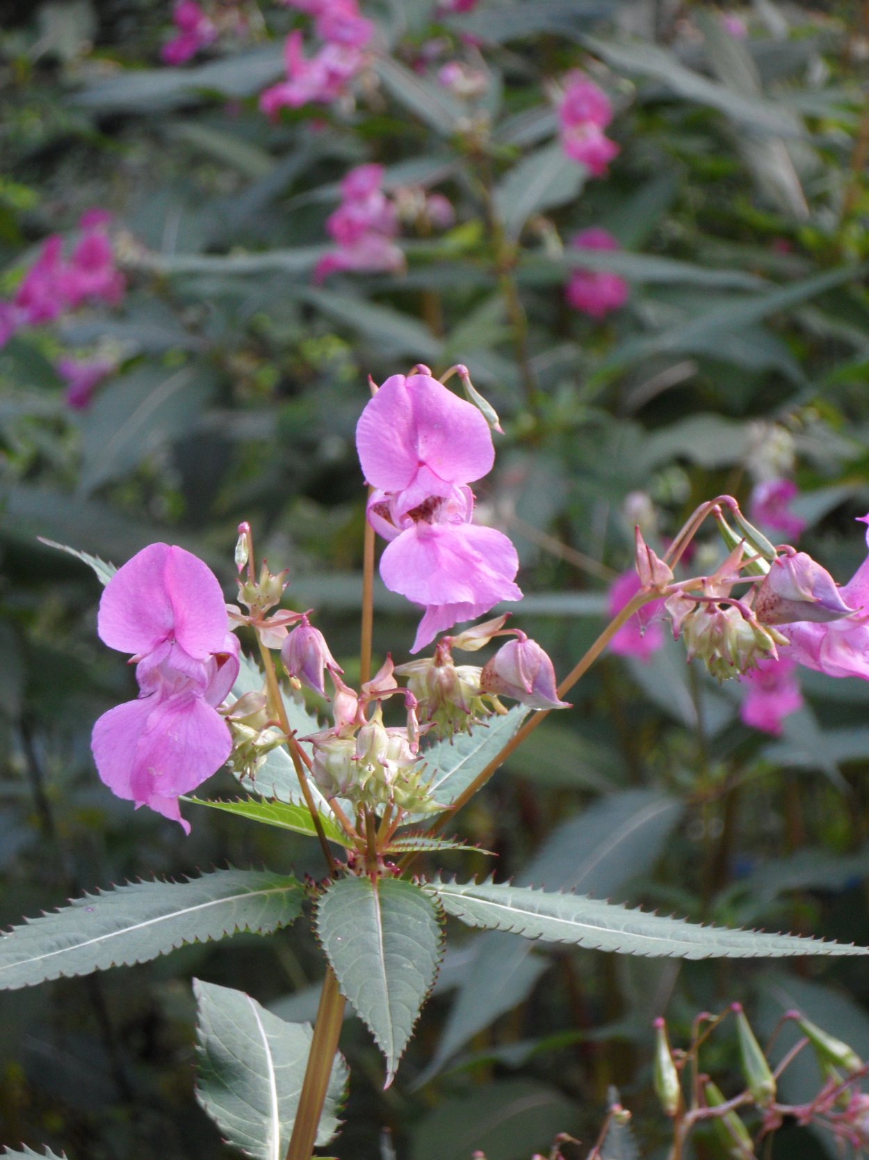 Цветок Impatiens glandulifera