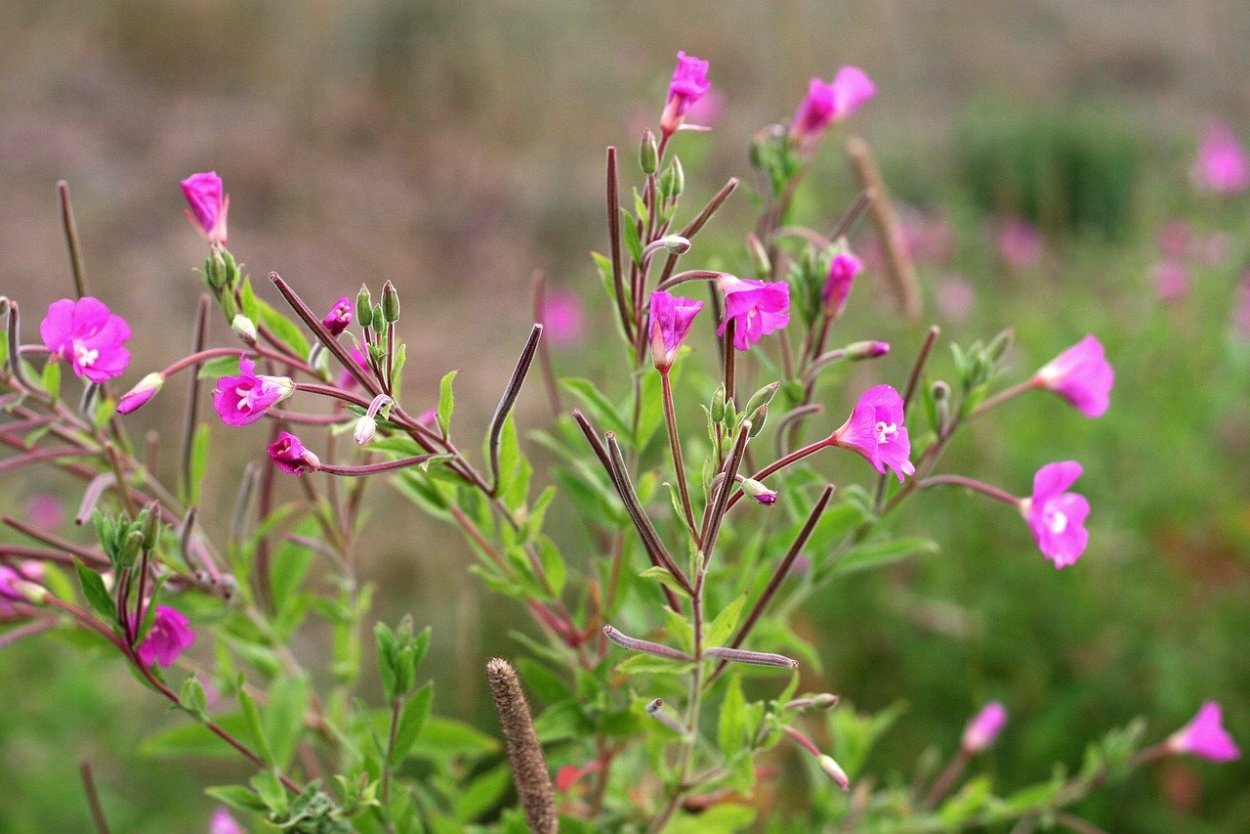 Кипрей мелкоцветковый Epilobium parviflorum