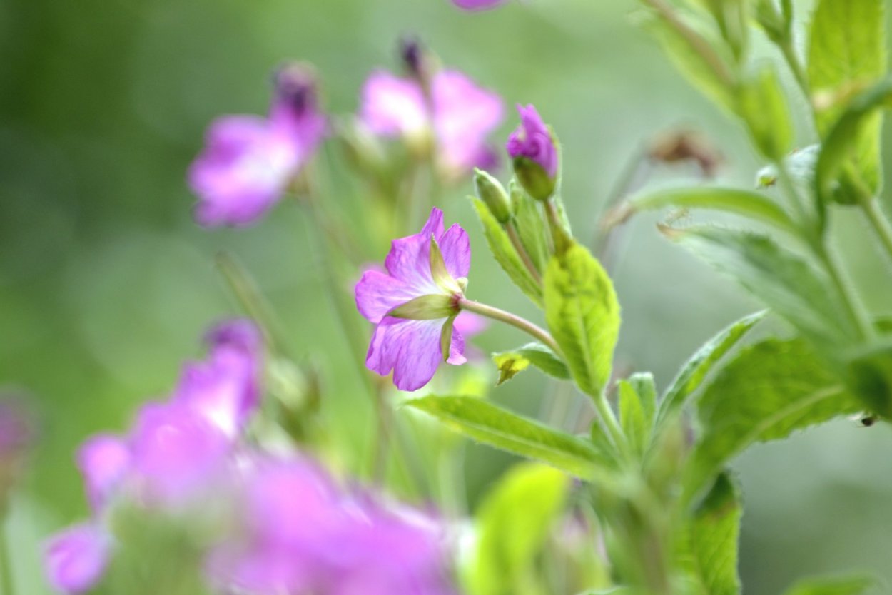 Сорняк с сиреневый бутончиком