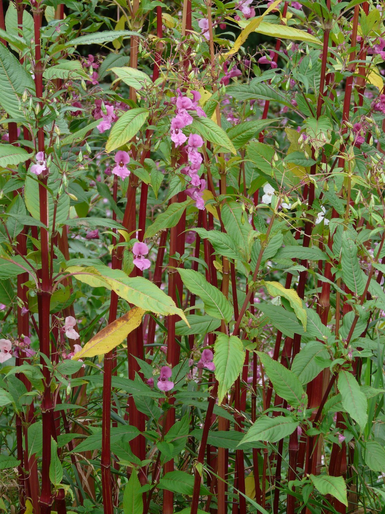 Himalayan balsam растение