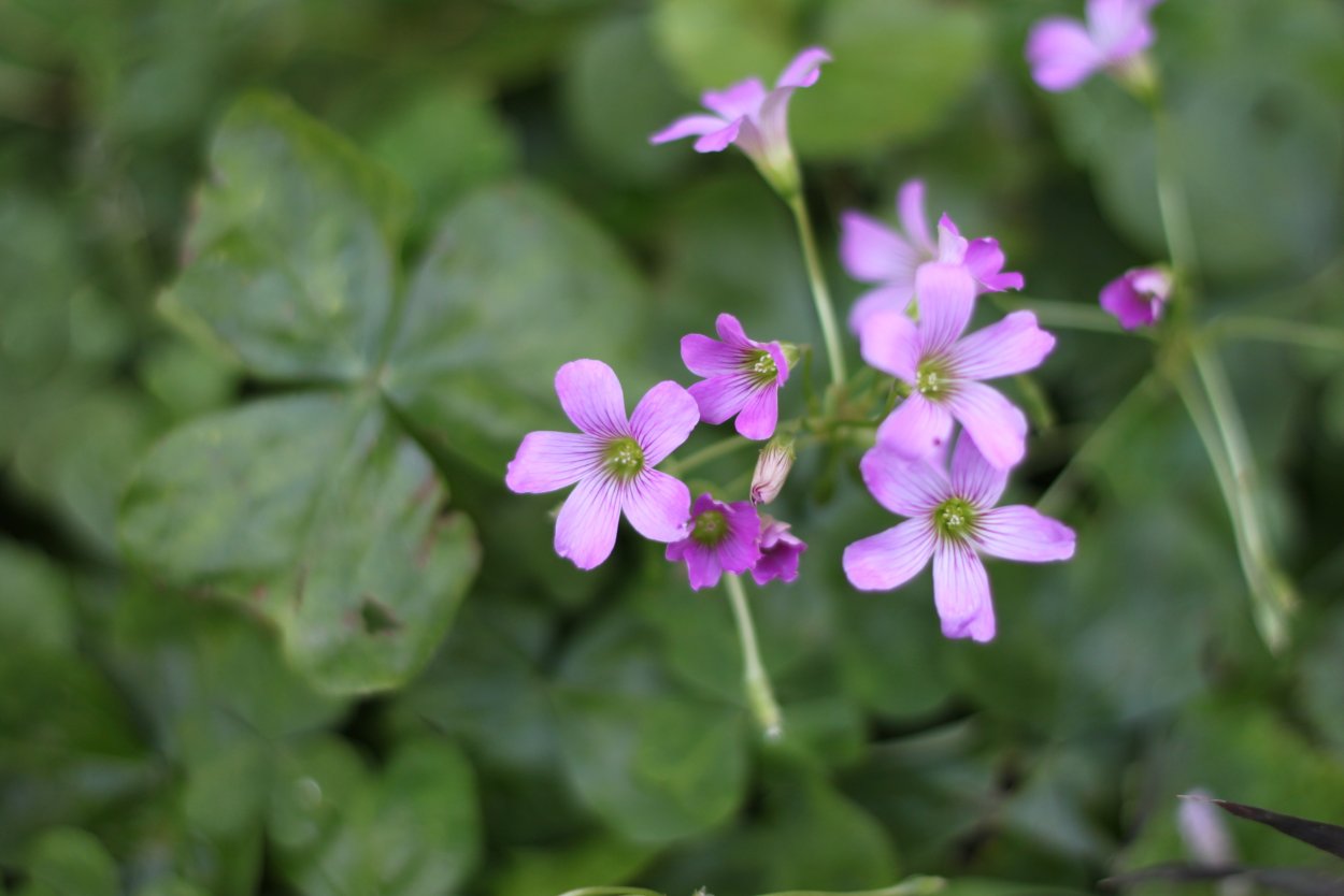 Травянистое растение с мелкими сиреневыми цветочками