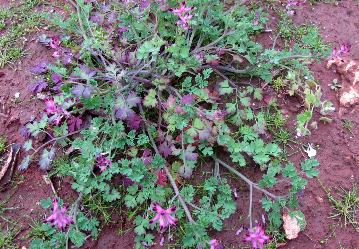 Ползучий сорняк с розовыми цветочками