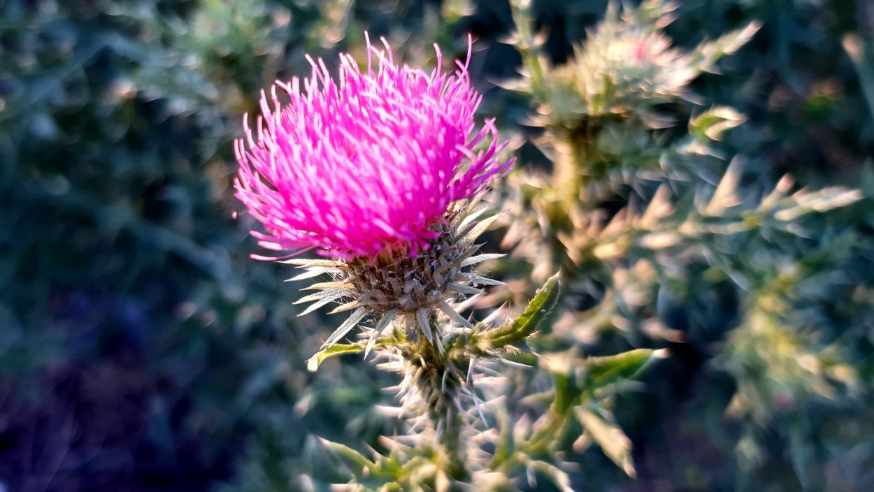 Чертополох акантовидный