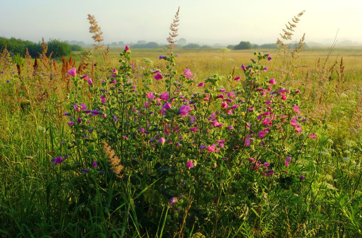 Разнотравье Сибири