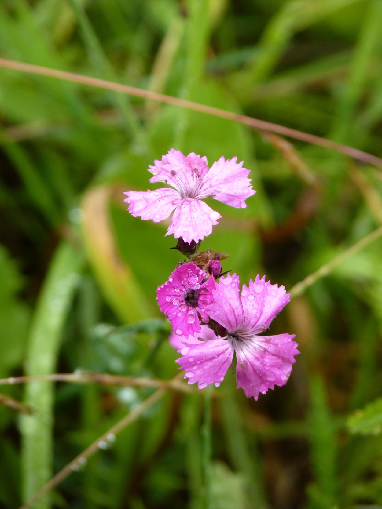 Dianthus ramosissimus