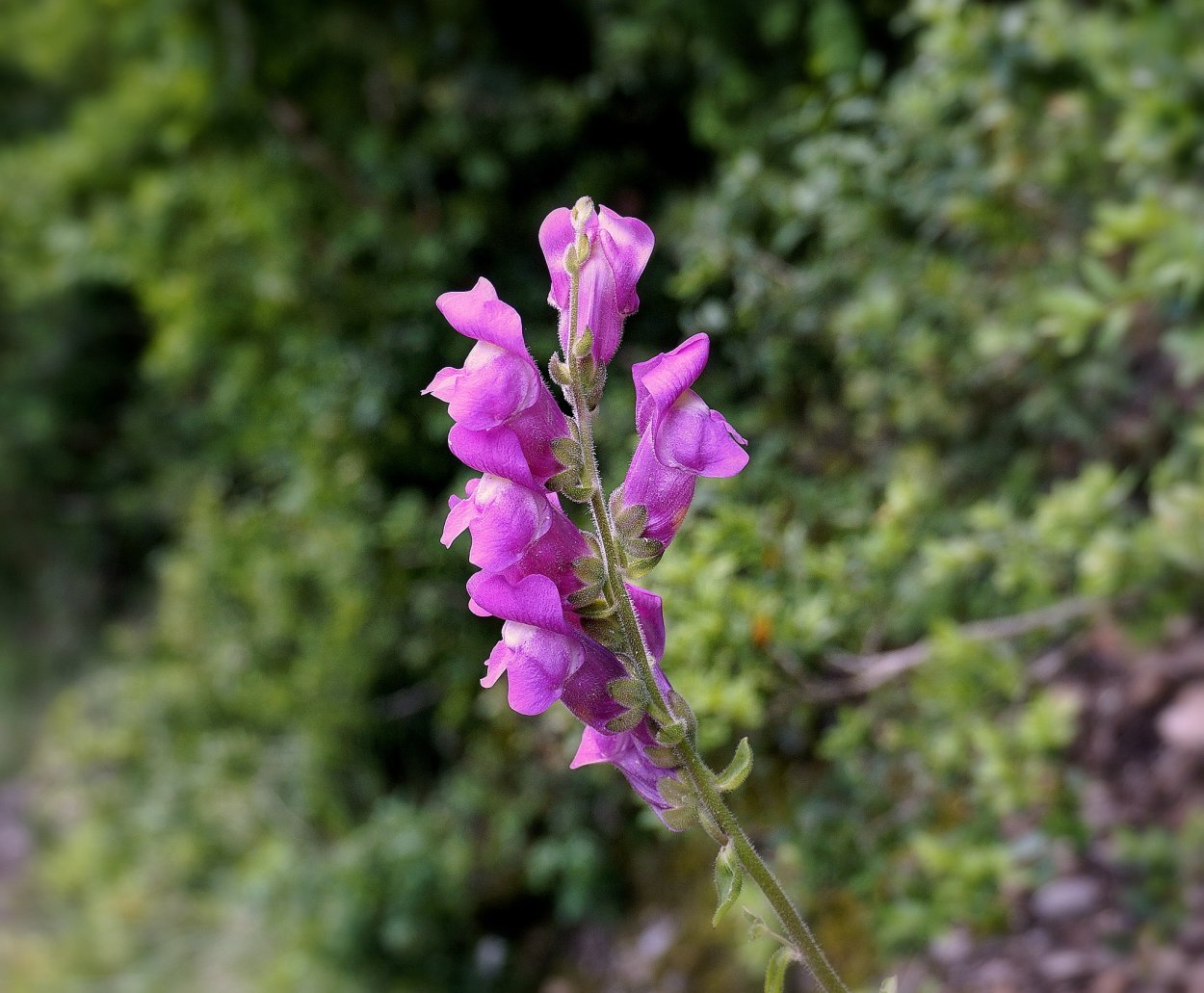 Сорняк с розовыми цветами