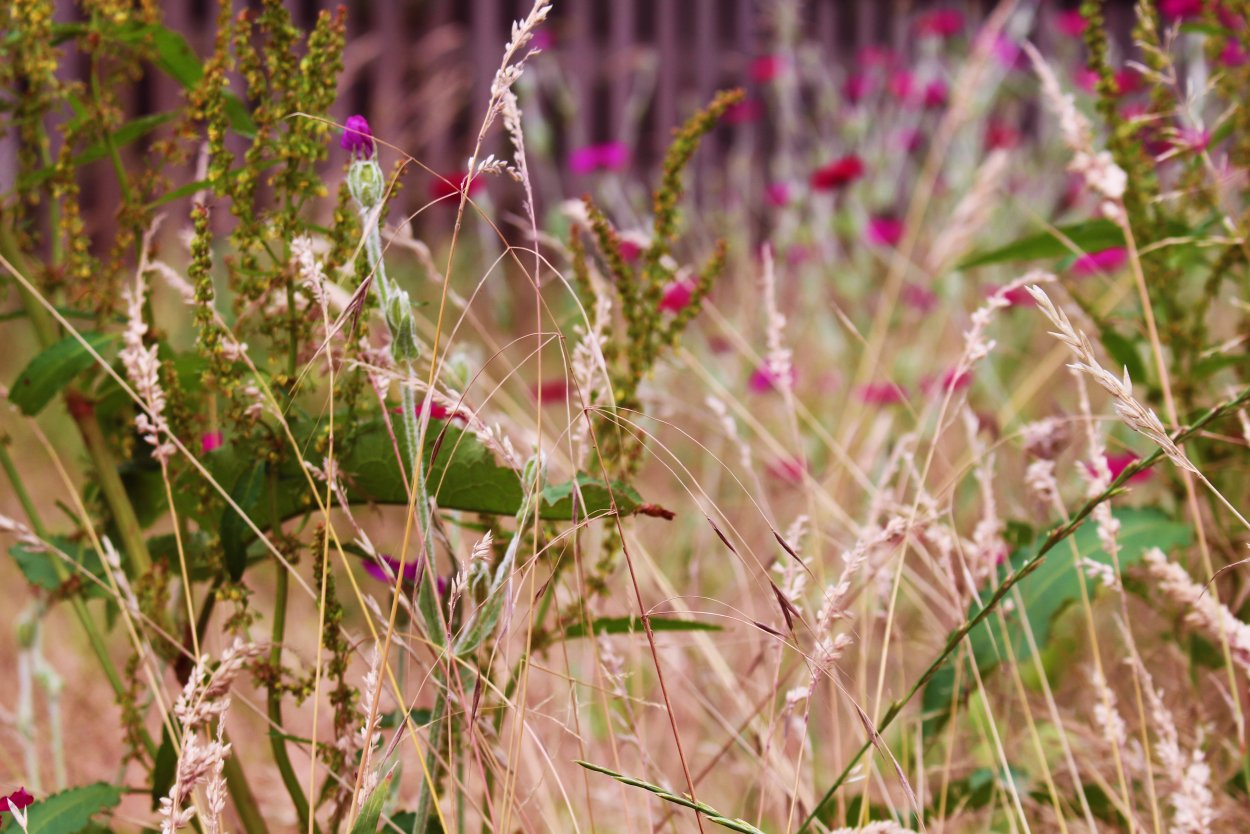 Полевые травы