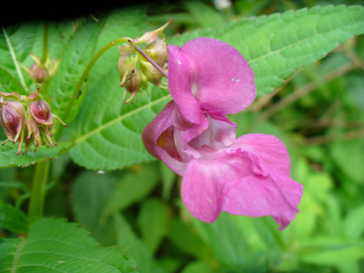 Цветы Подмосковья недотрога бальзаминовая
