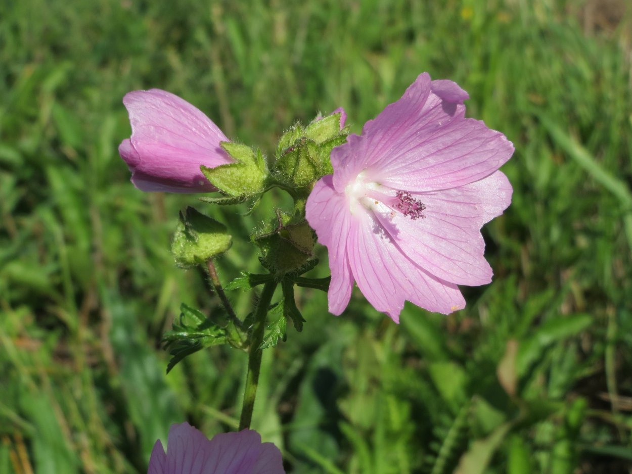 Трава с розовыми цветочками
