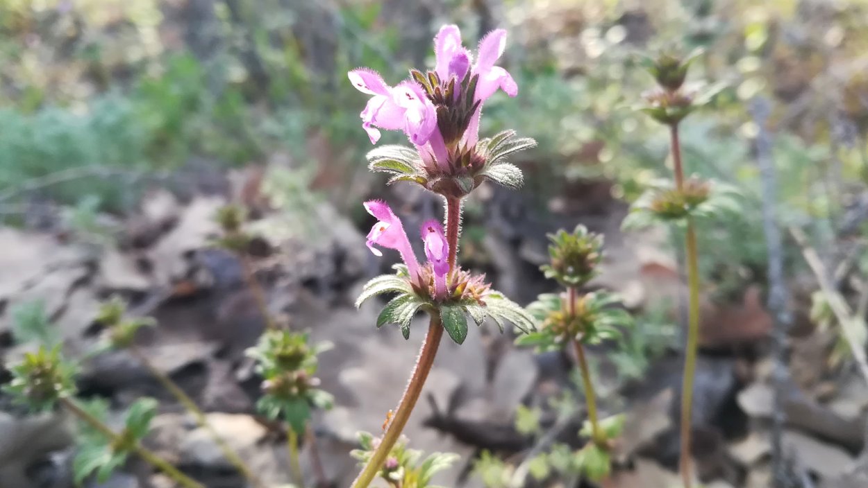 Вербейник криволистный