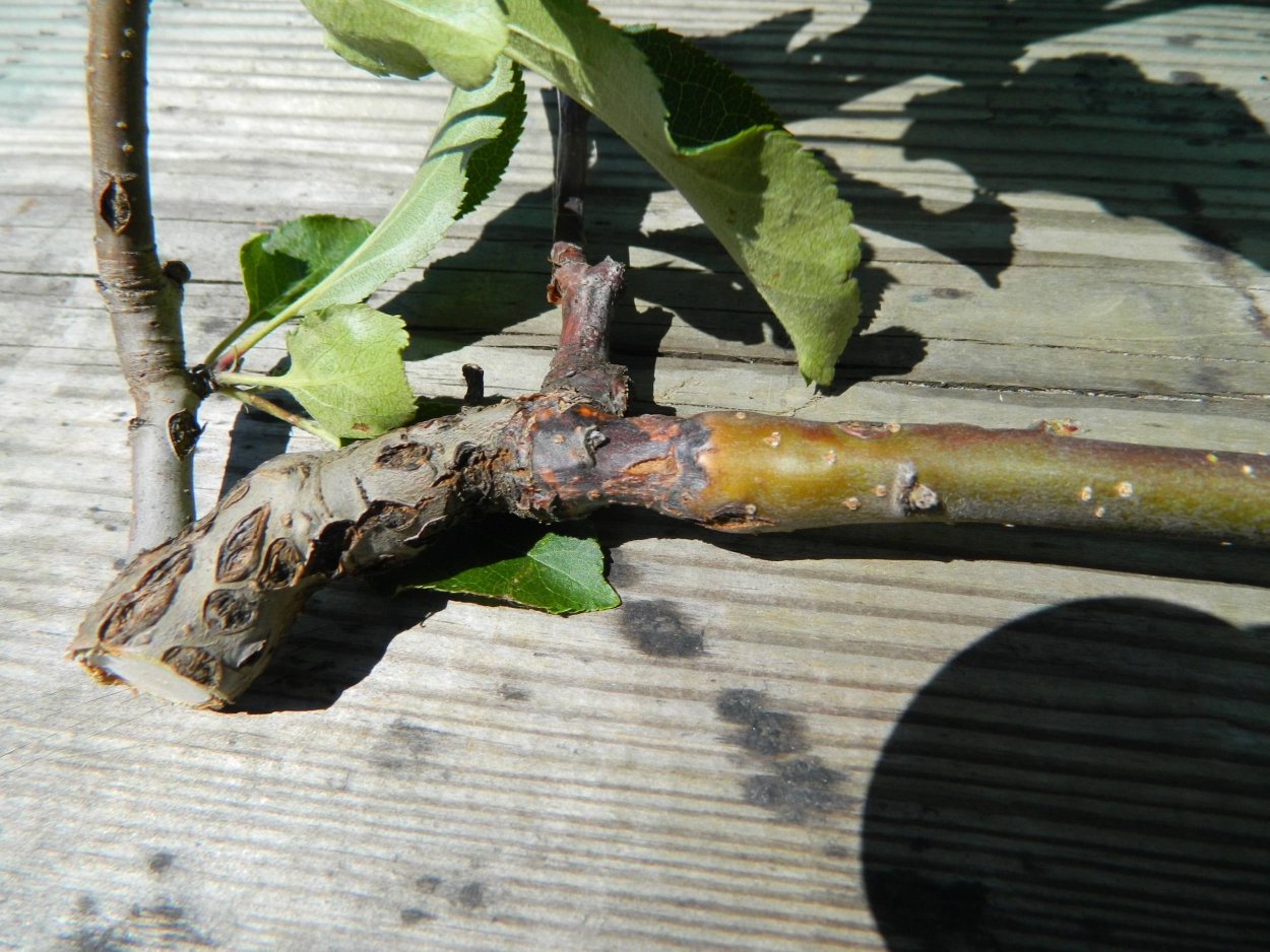 Бактериальный некроз коры яблони