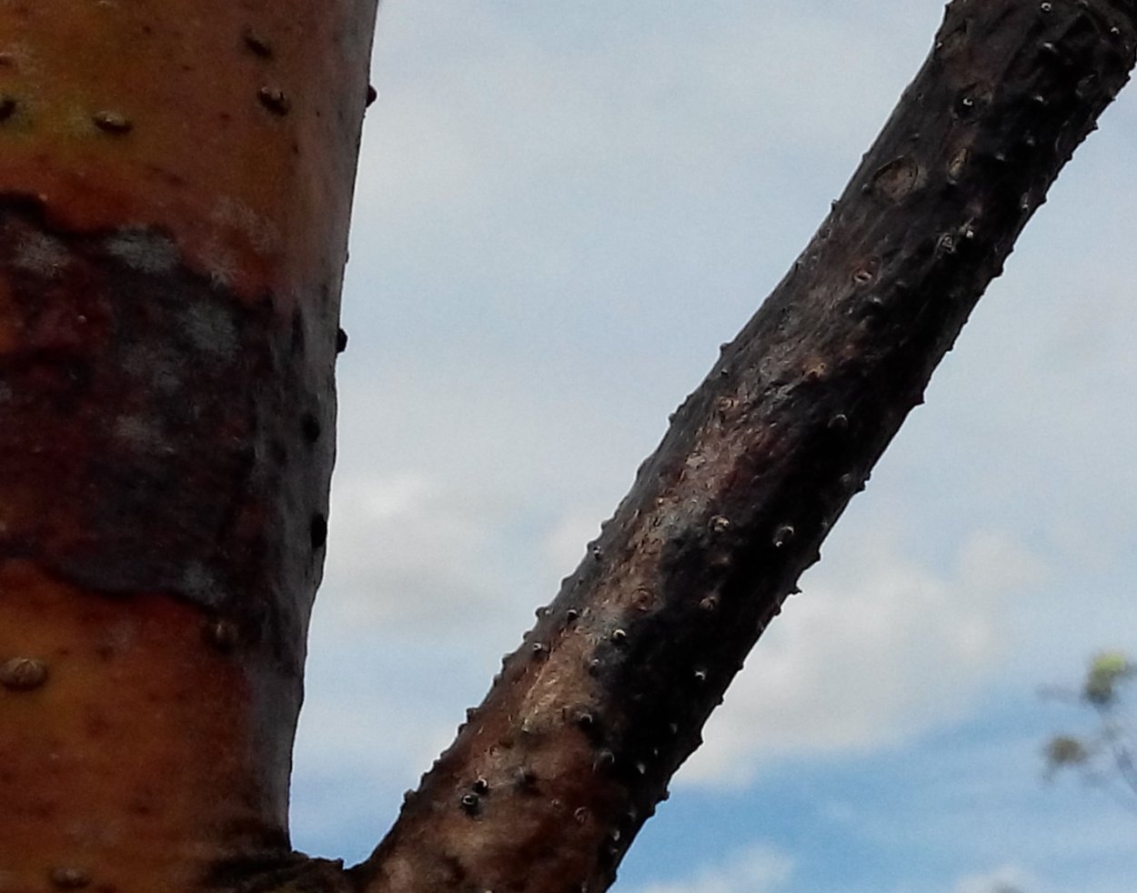 Туберкуляриевый (нектриевый) некроз