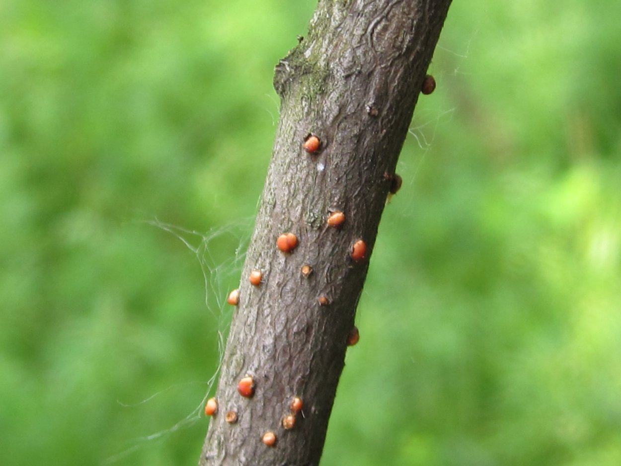Парша монилиоз яблони