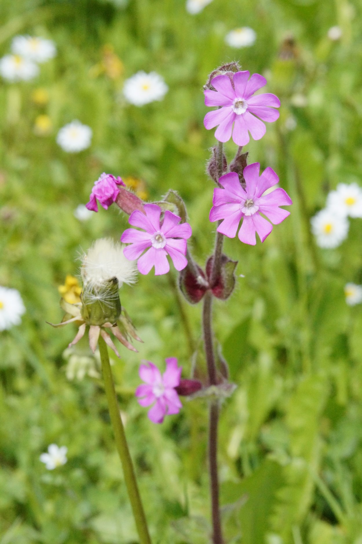 Что за кислый фиолетовый сорняк