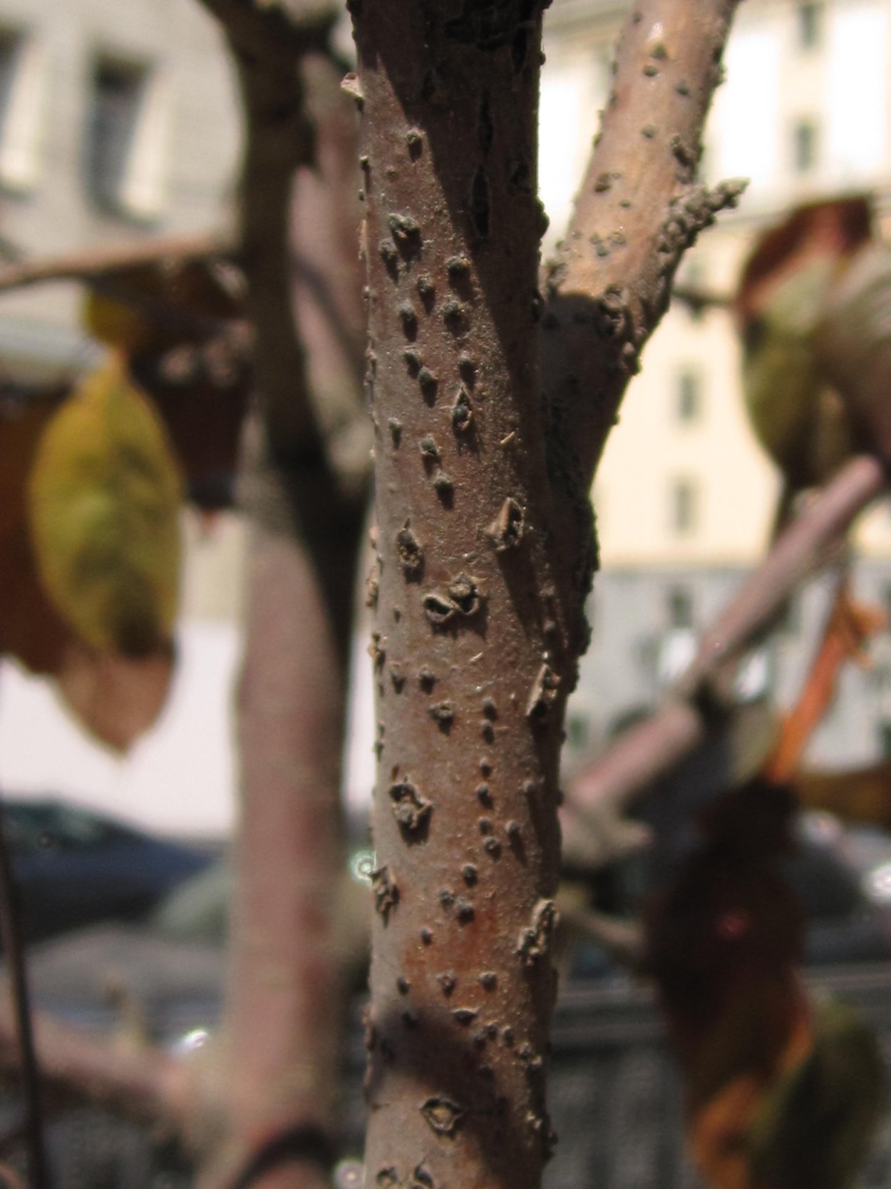 Морозобоины на коре яблони